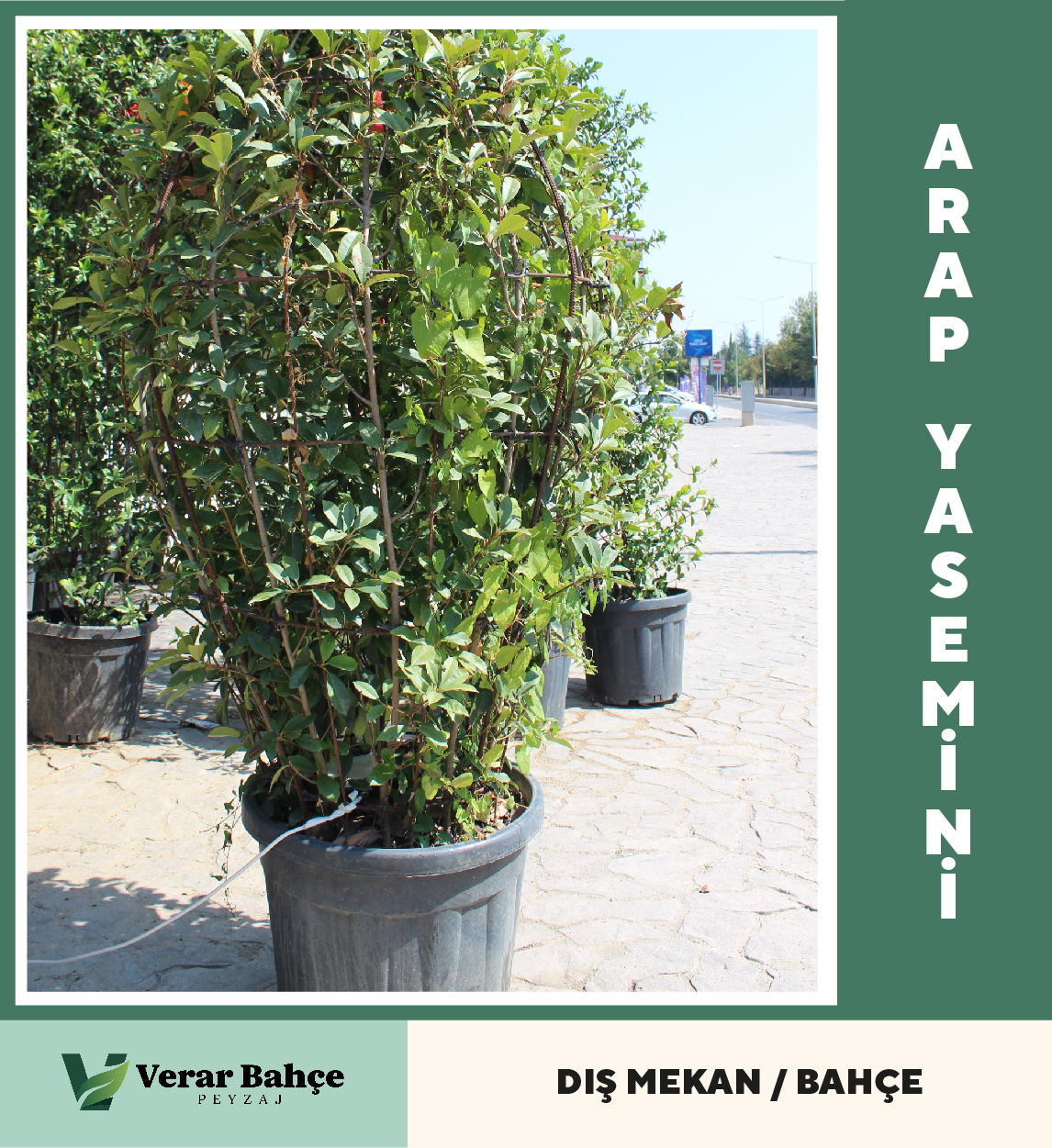 Arap Yasemini Vazo