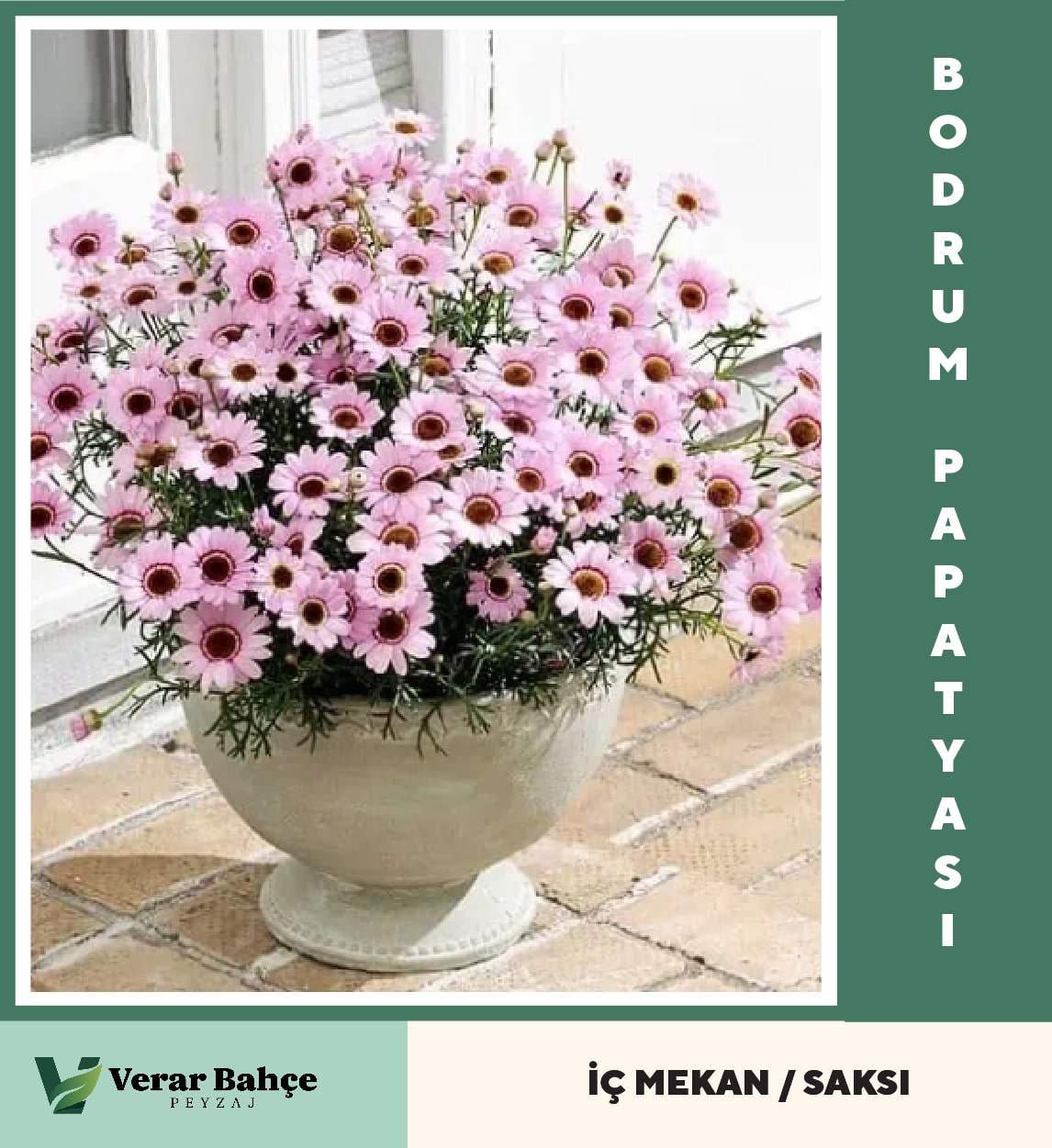 Bodrum Papatyası