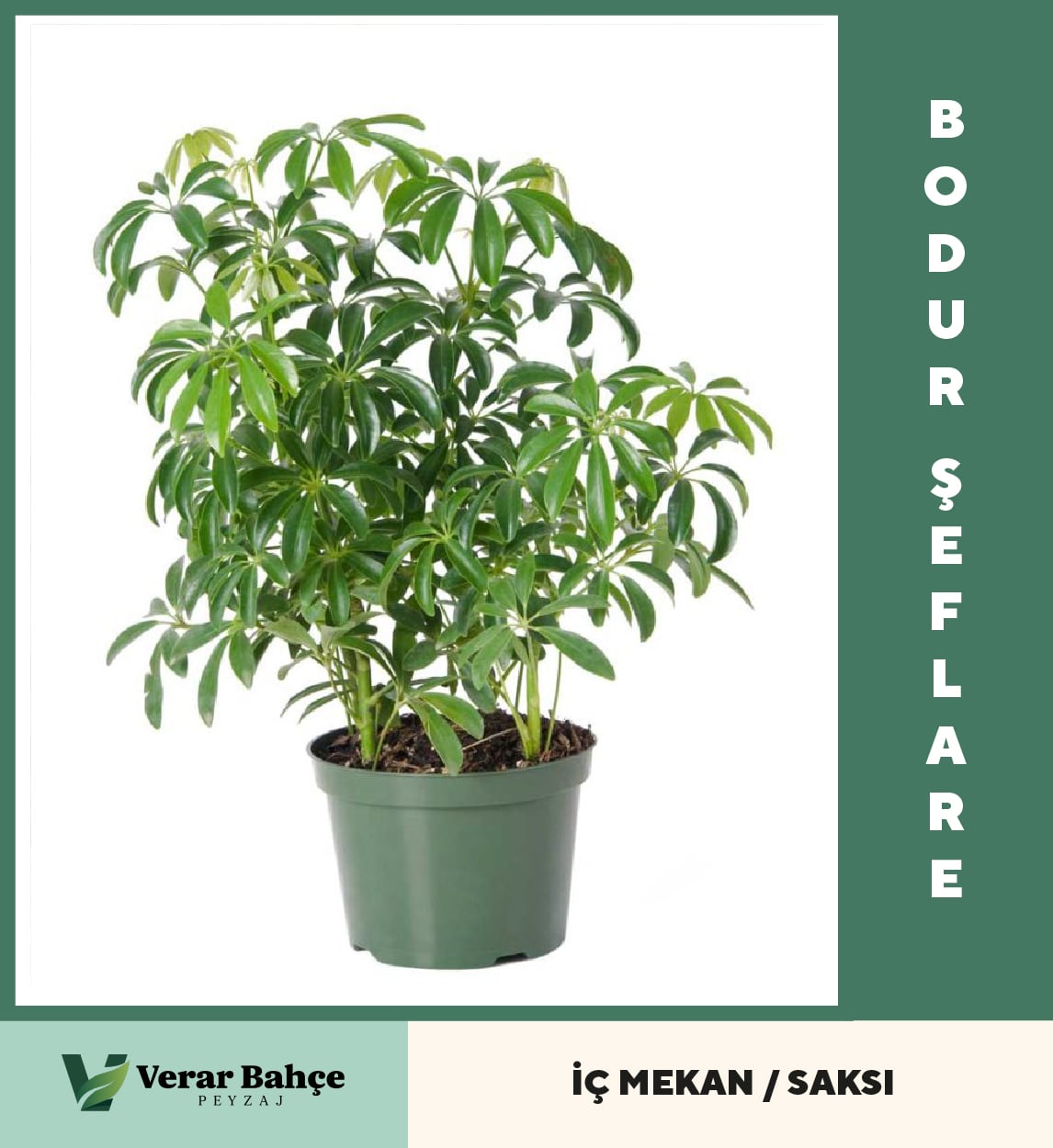 Bodur Şeflare