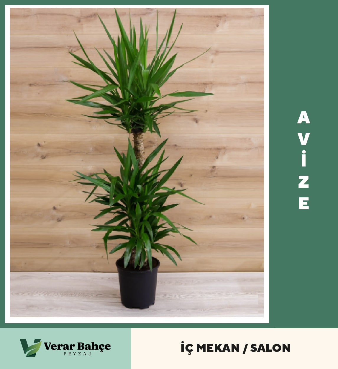 Avize Bİtkisi
