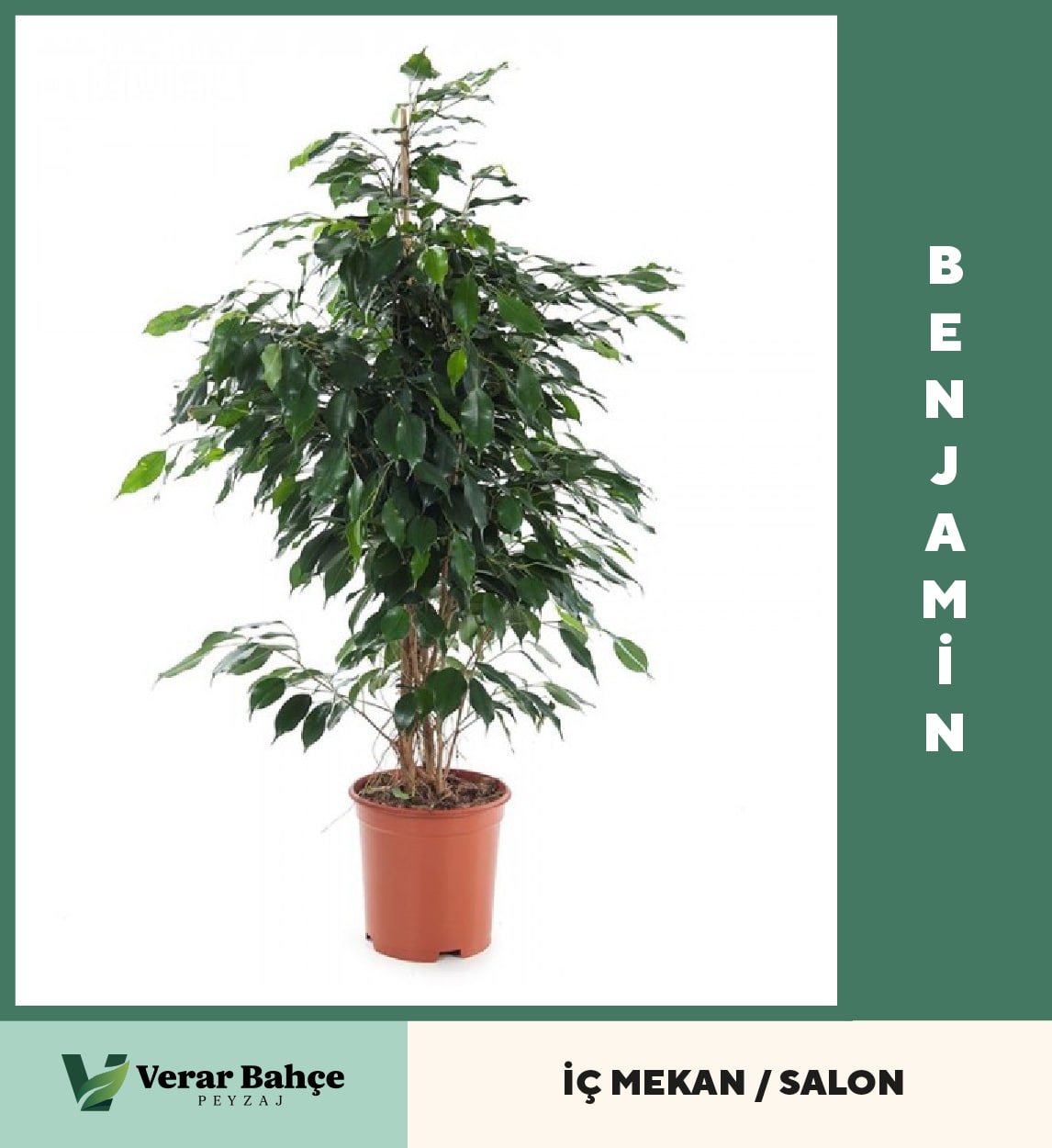 Benjamin