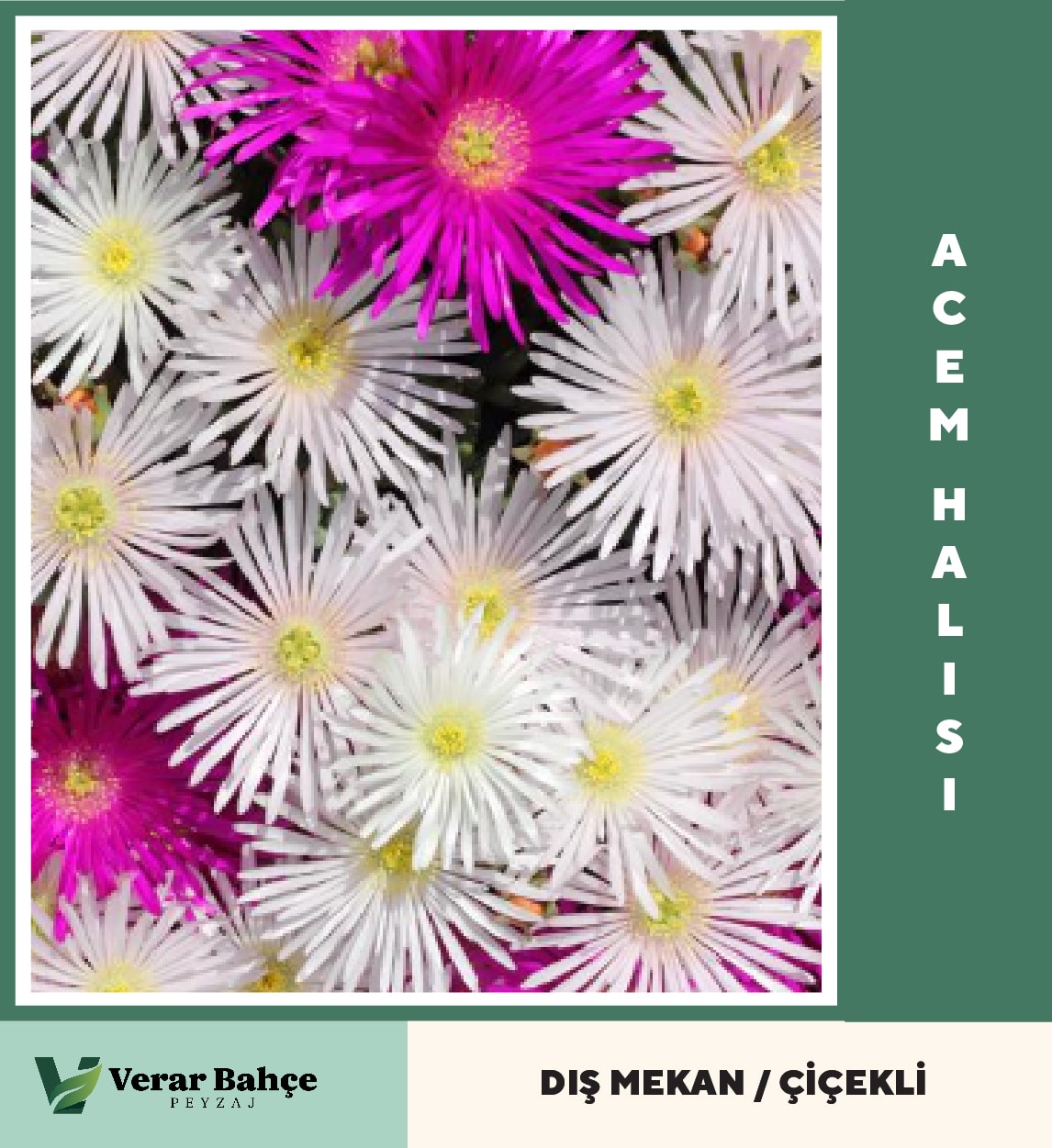 Acem Halısı