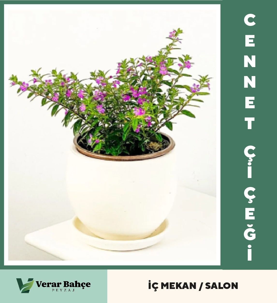 Cennet Çiçeği