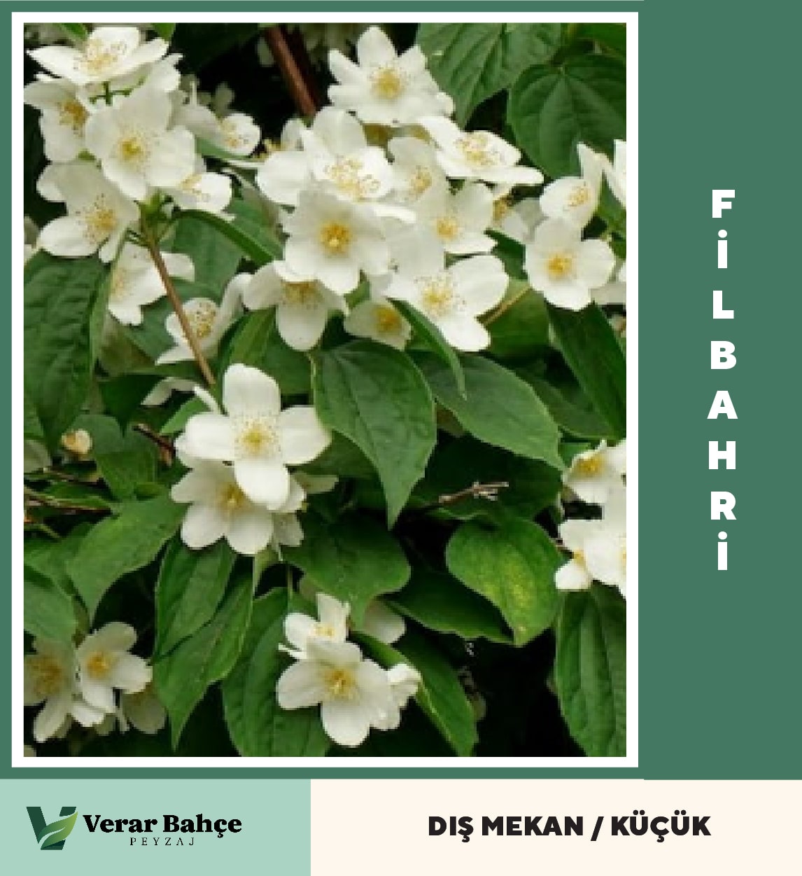 Filbahri