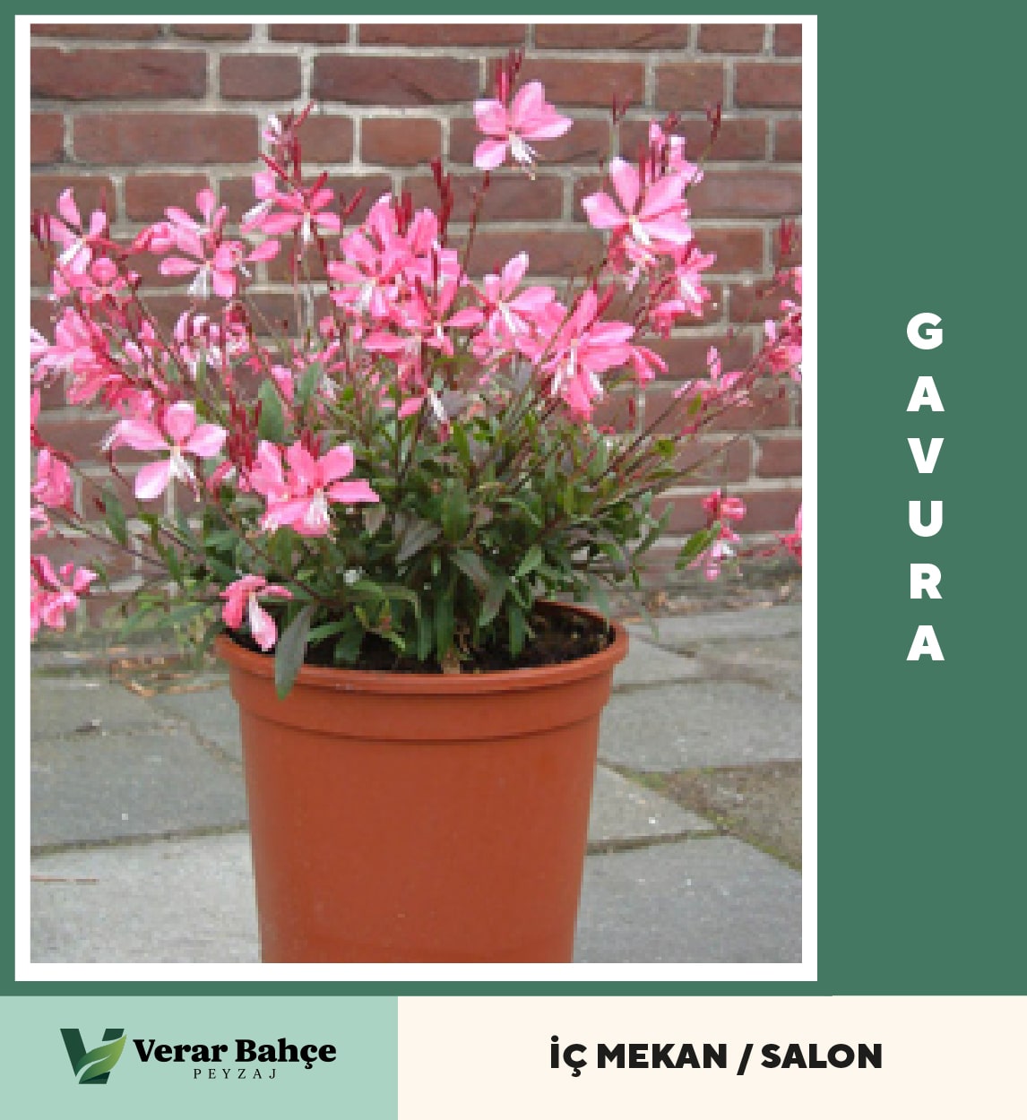 Gavura