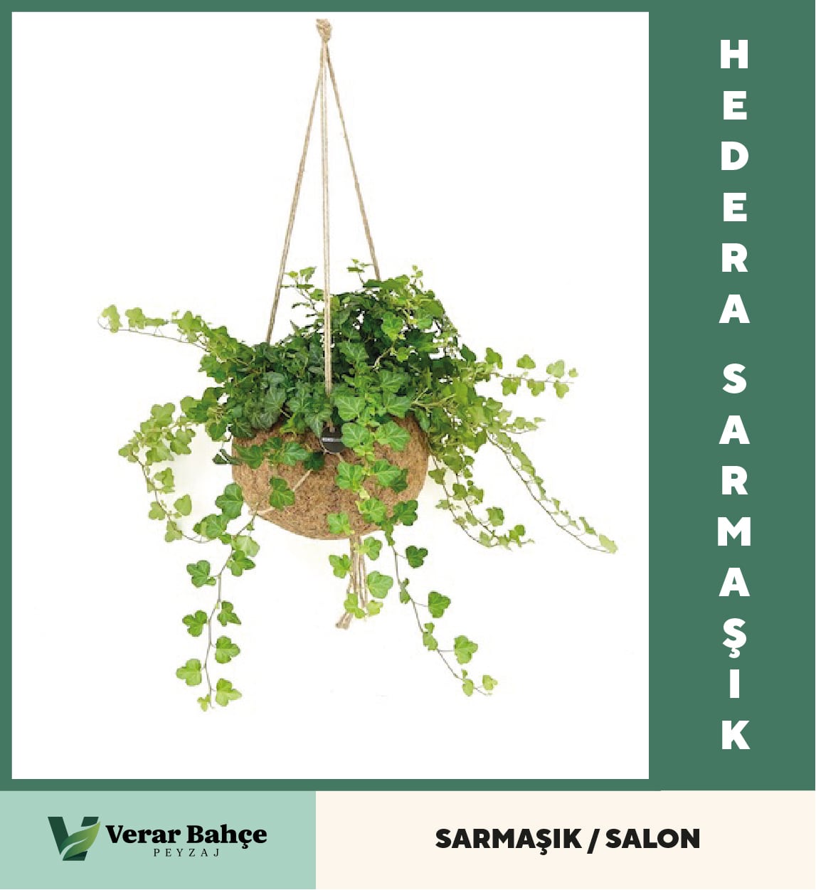 Hedera Sarmaşık