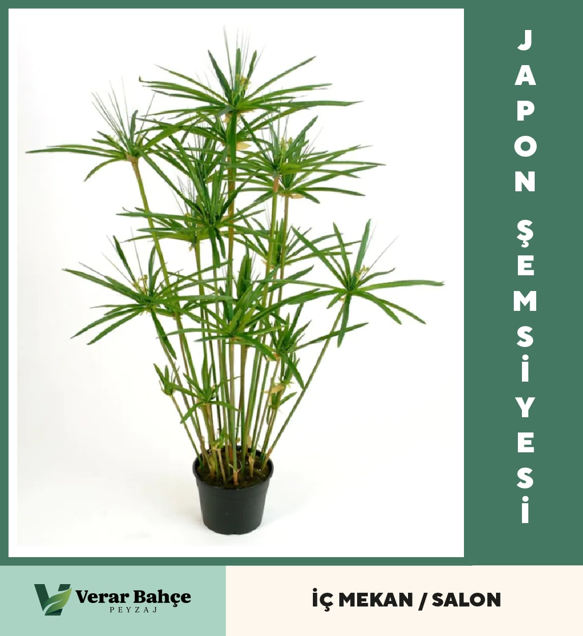 Japon Şemsiyesi