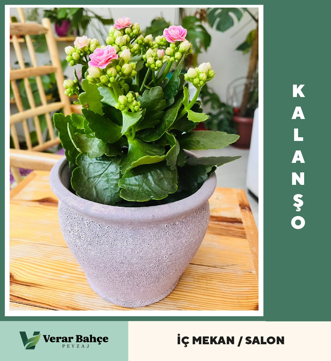 Kalanşo Çiçeği