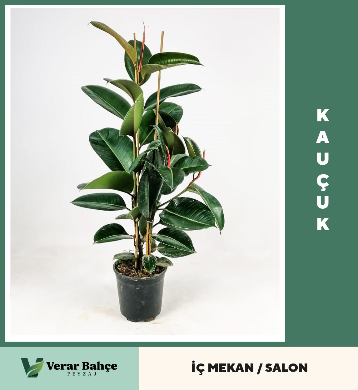 Kavuçuk Bitkisi