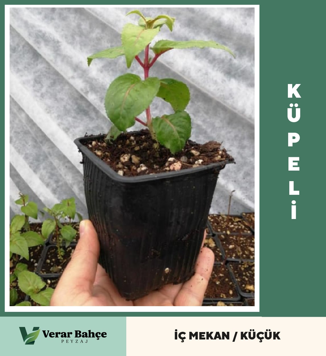 Küpeli Fidesi