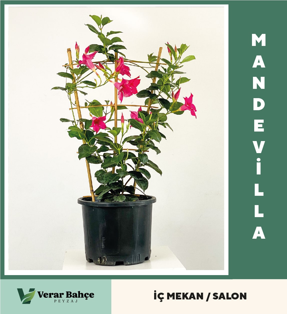 Mandevilla