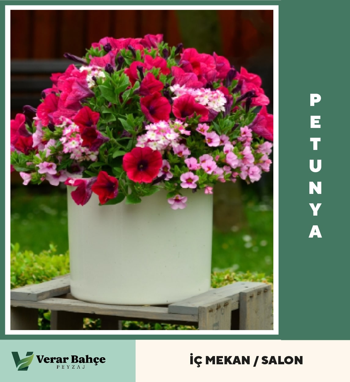 Petunya
