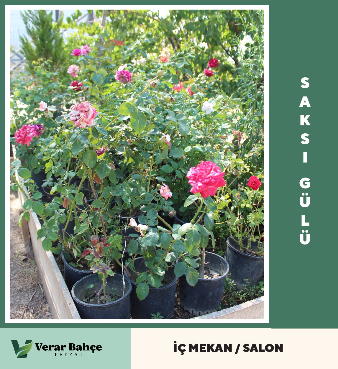Saksı Gülü