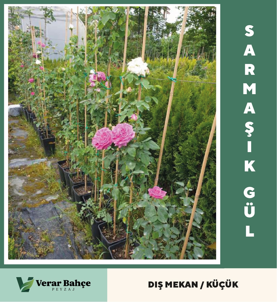 Sarmaşık Gül