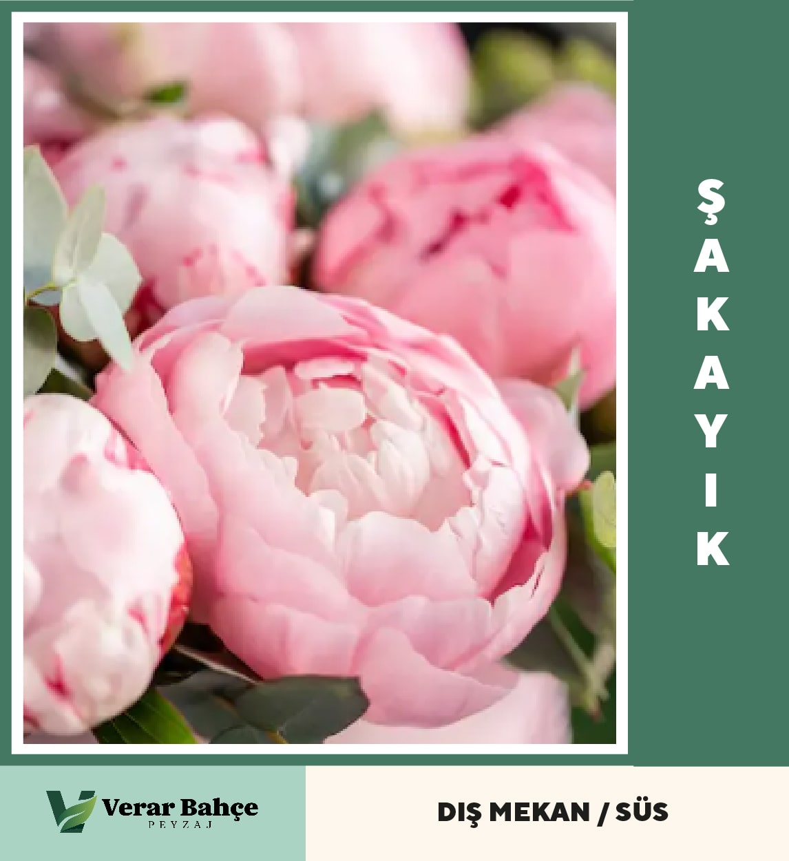 Şakahik Çiçeği