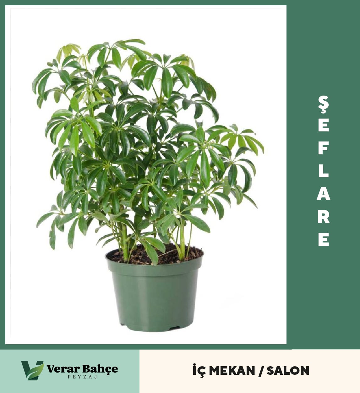 Şeflare