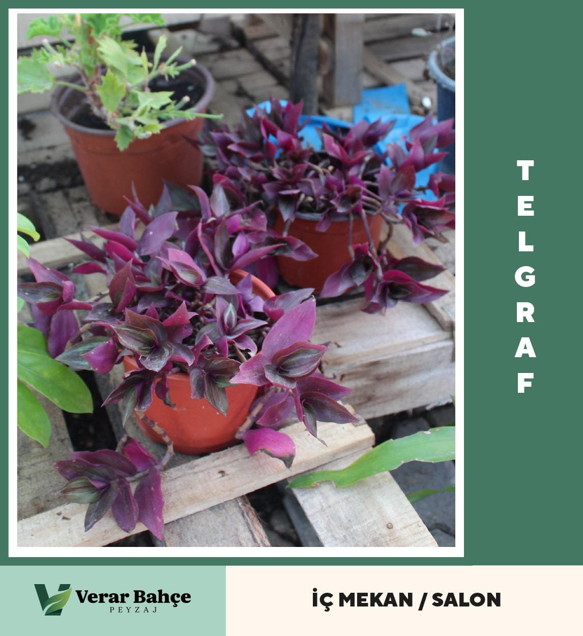 Telgraf