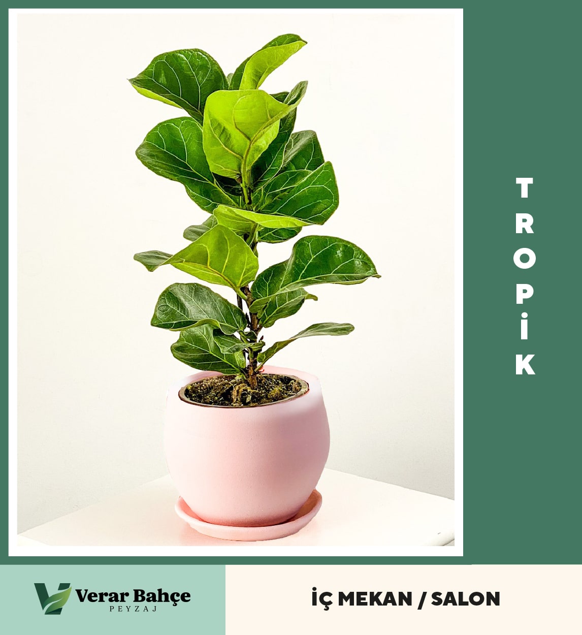 Tropikal İncir (Ficus lyrata)