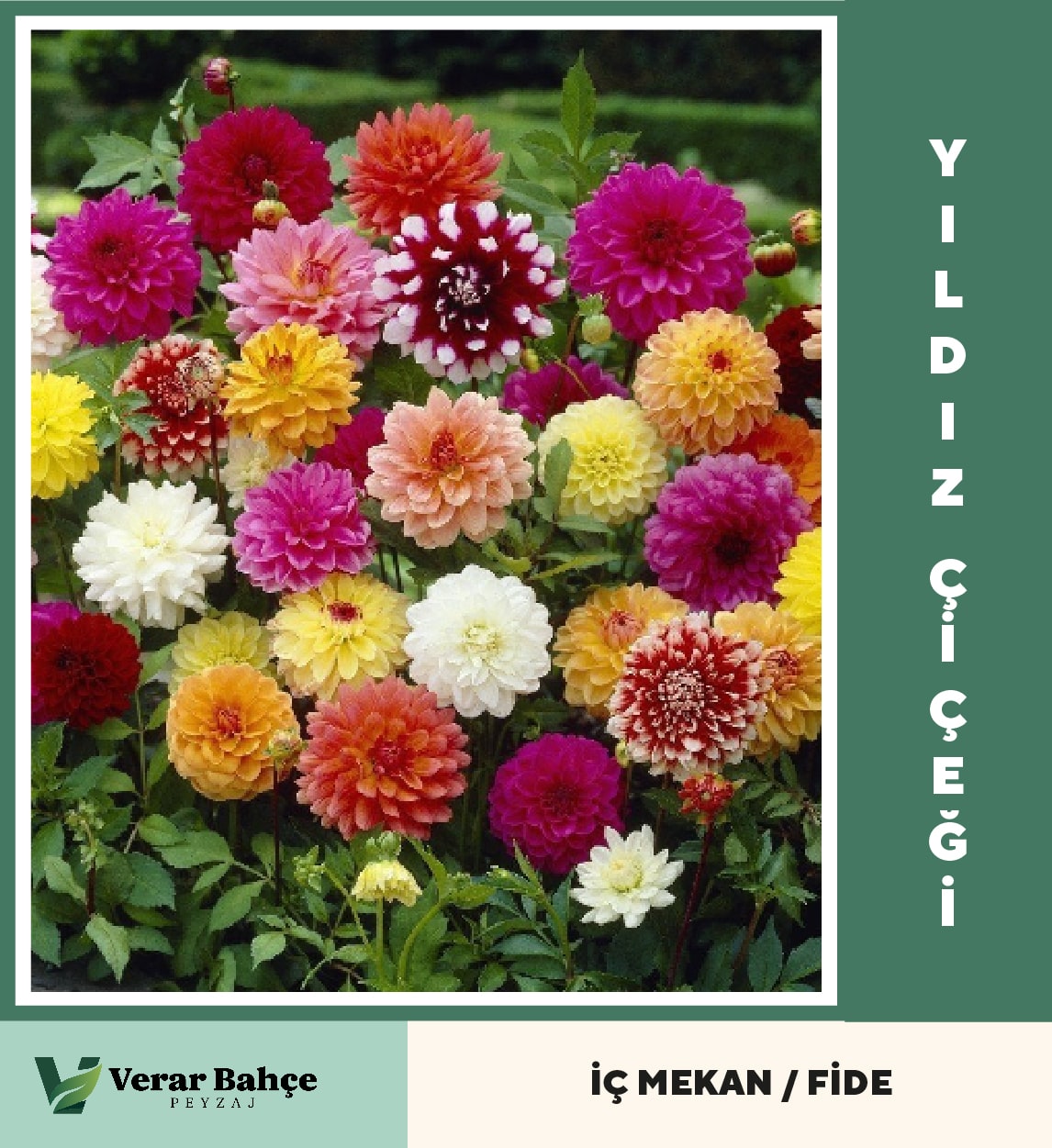 Yıldız Çiçeği