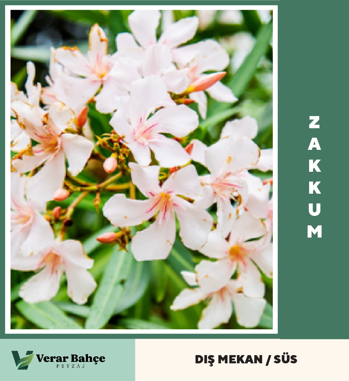 Zakkum