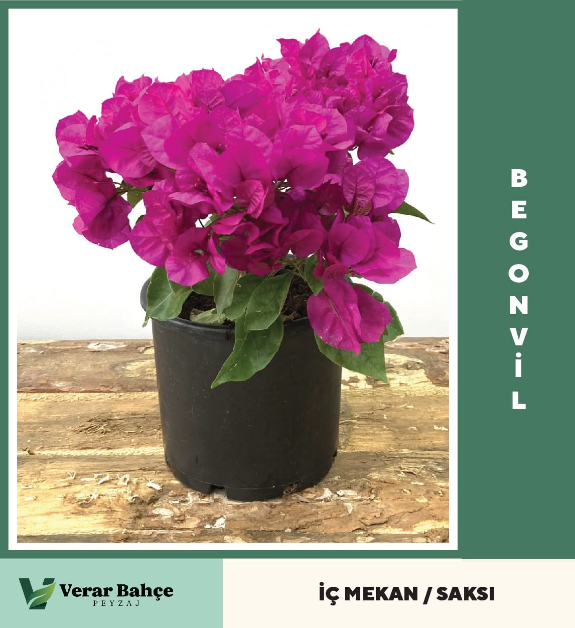 Begonvil