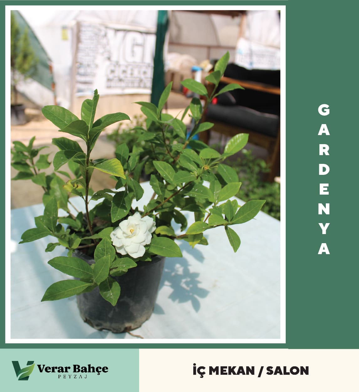 Gardenya