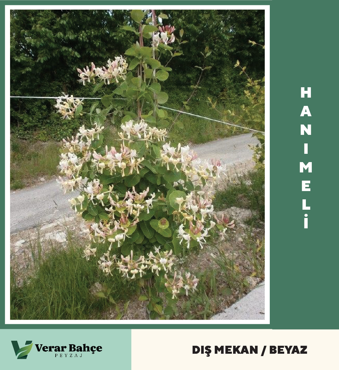 Hanımeli Beyaz Renkli