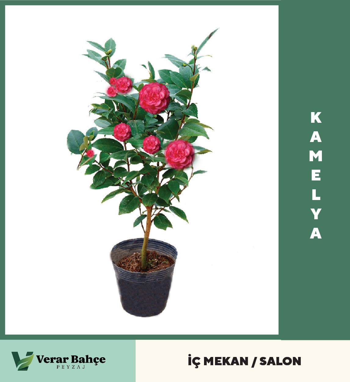 Kamelya Çiçeği