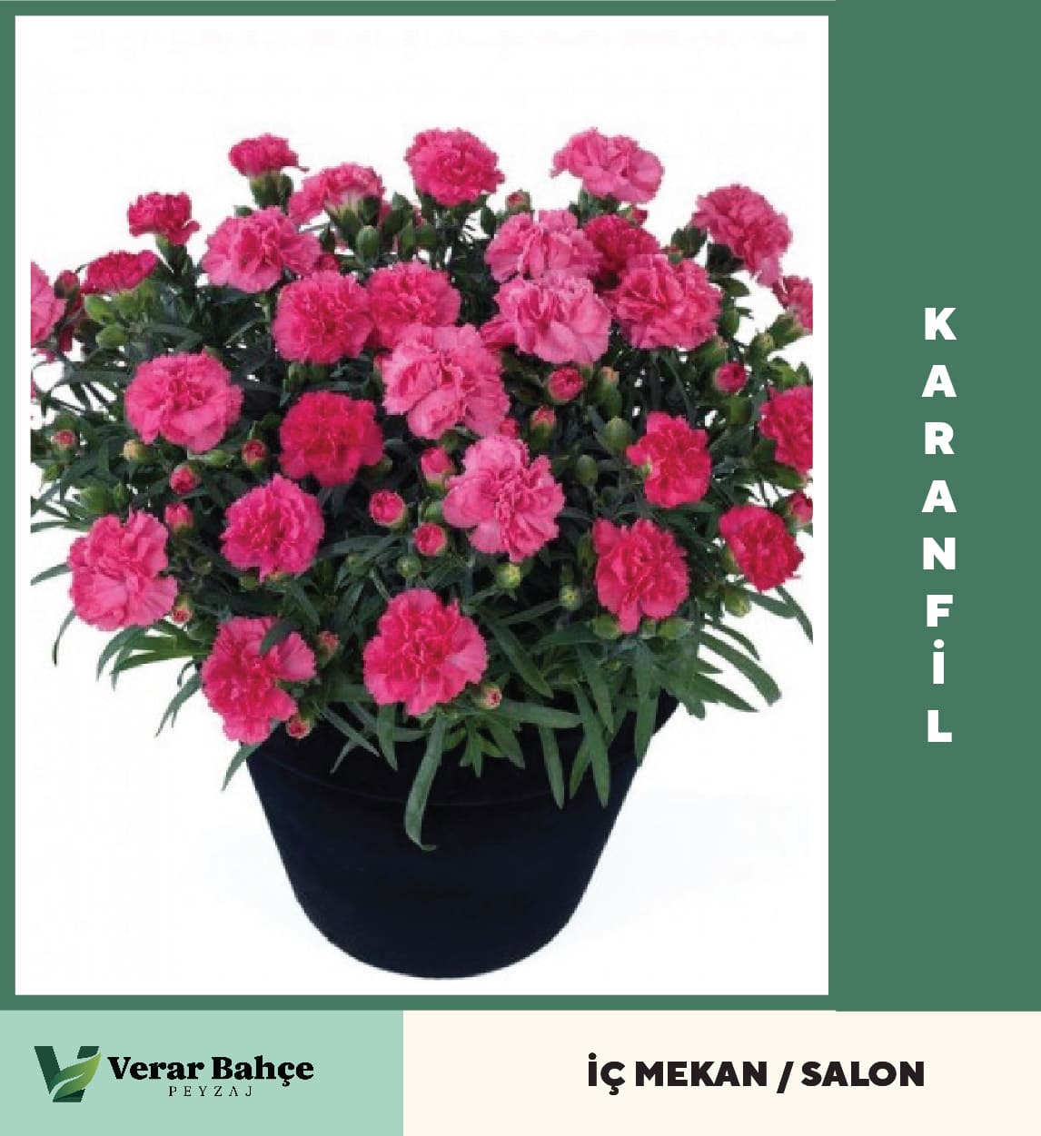 Karanfil