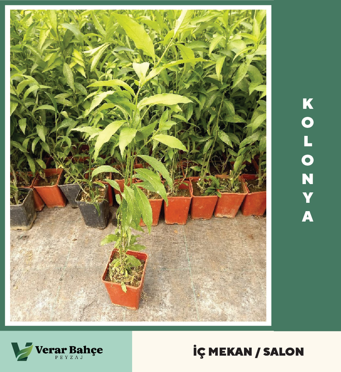 Kolonya Çiçeği