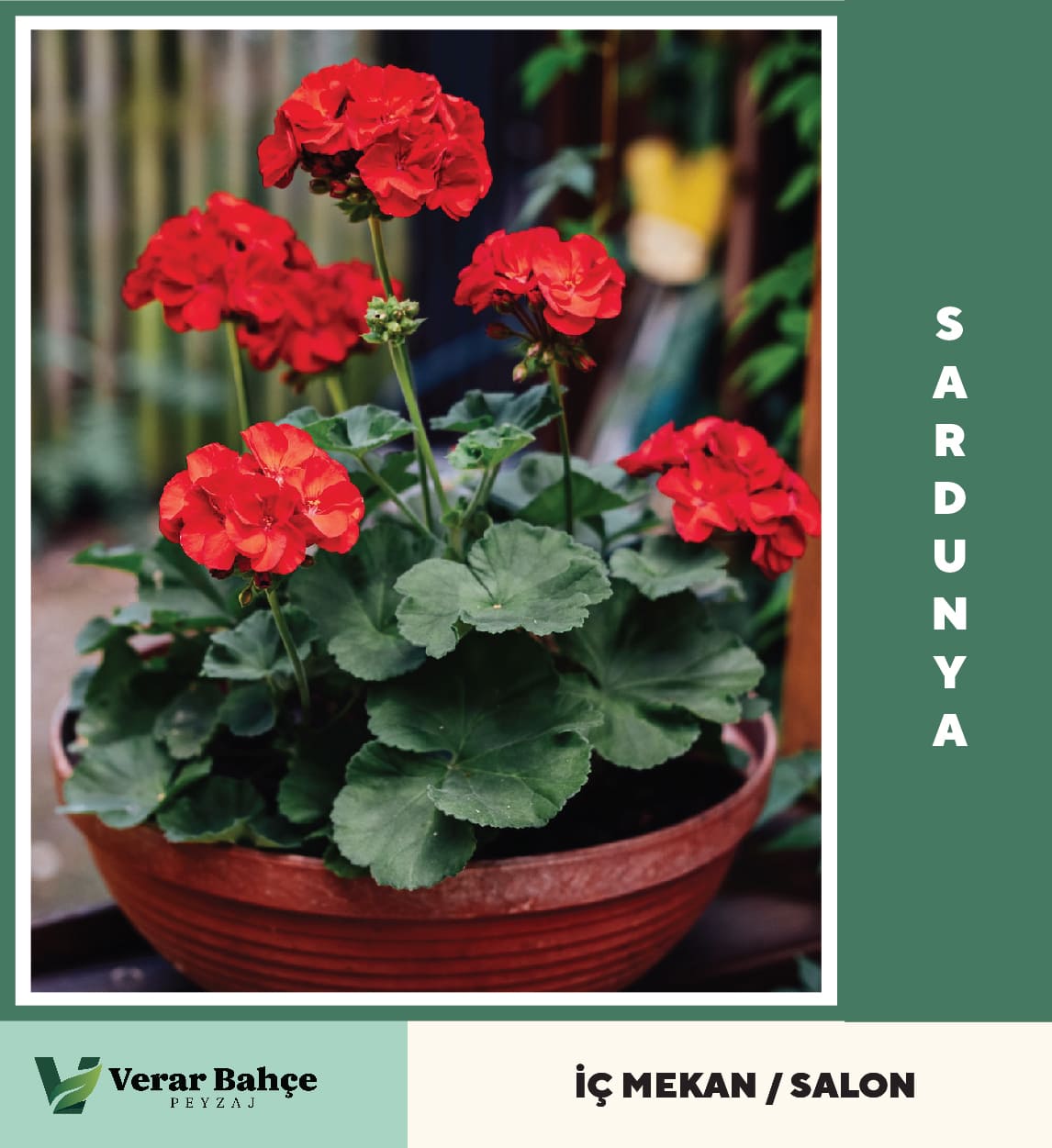 Sardunya