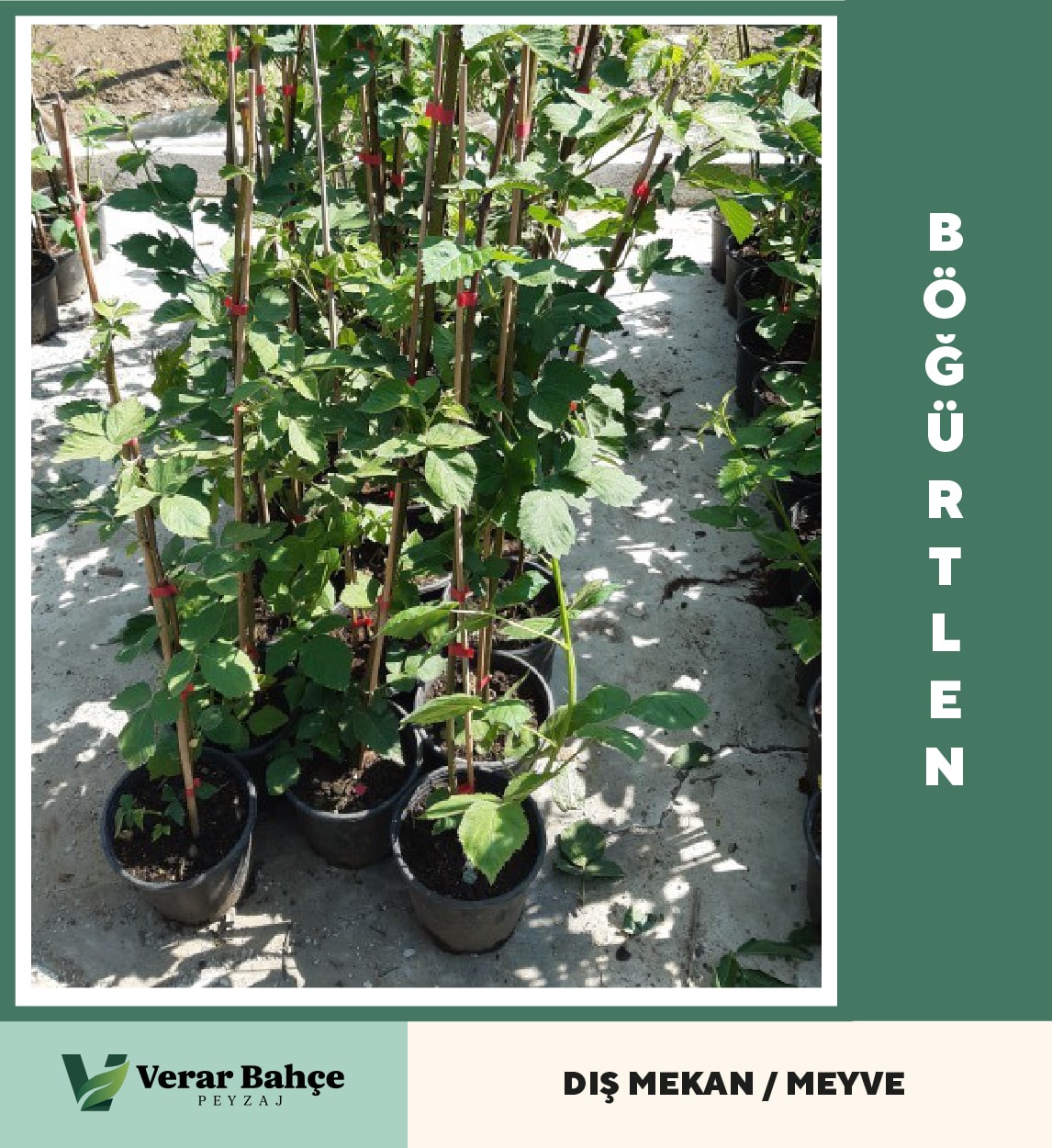 Böğürtlen