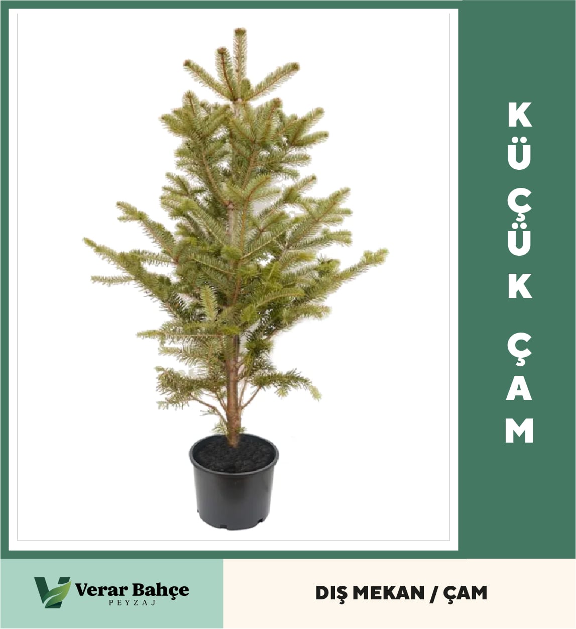 Çam Küçük