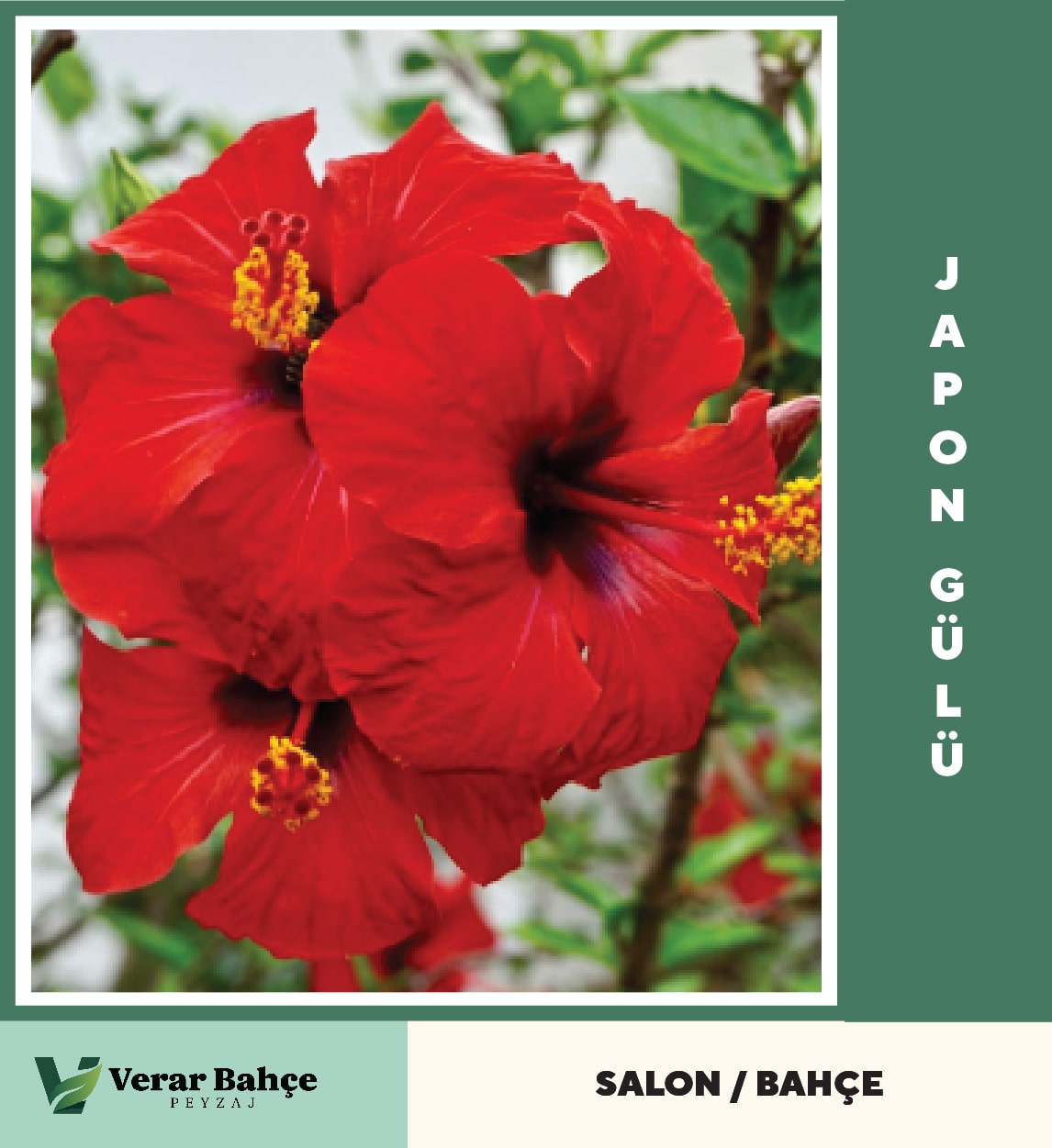 Japon Gülü
