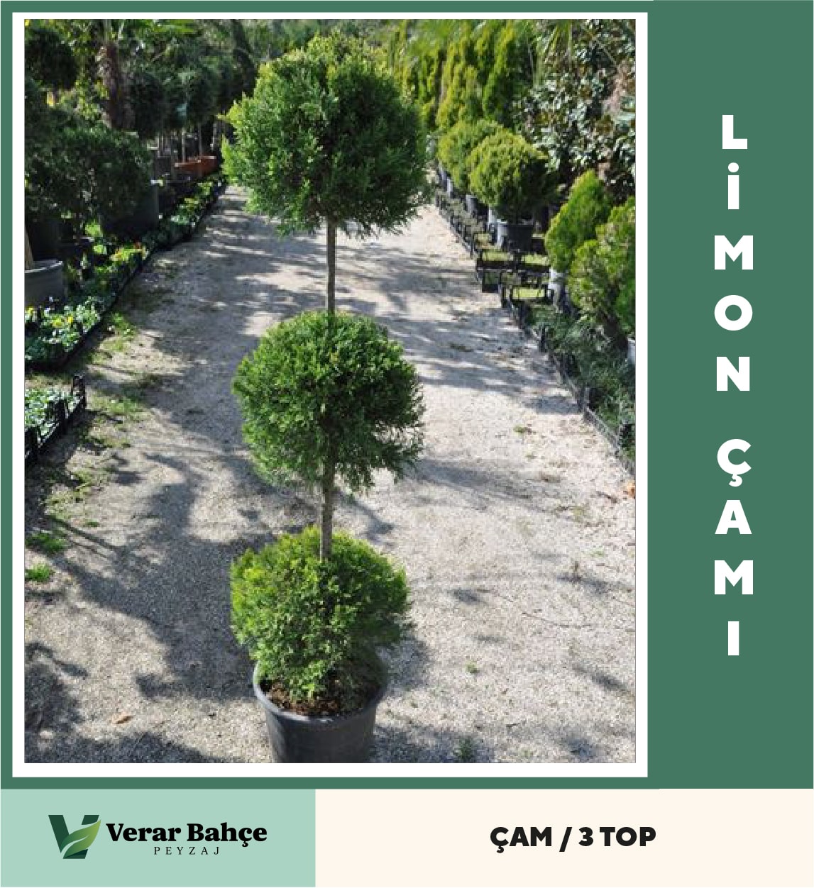 Limon Çamı 3 Top