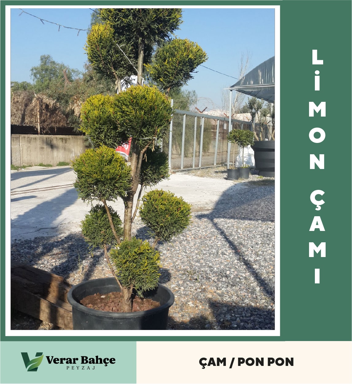 Limon Çamı Pon Pon