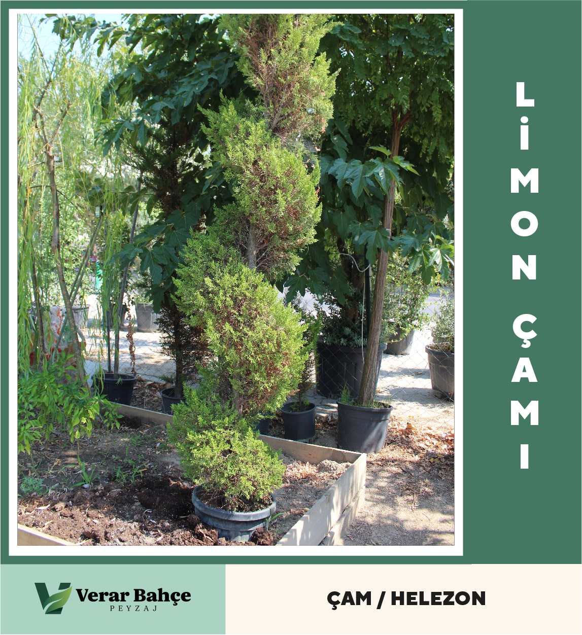 Limon Helezon Çamı