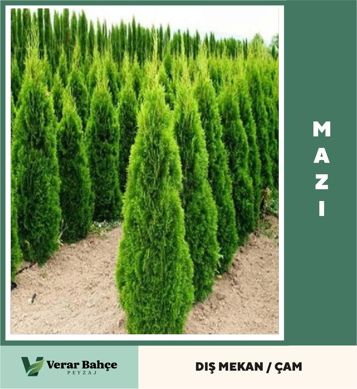 Mazı