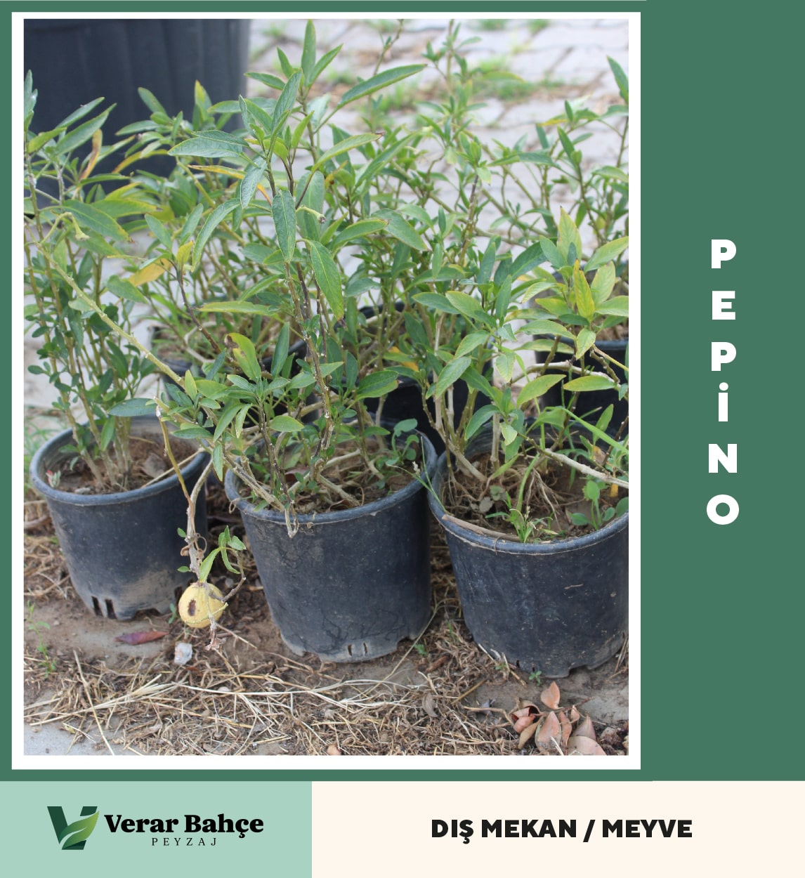 Pepino
