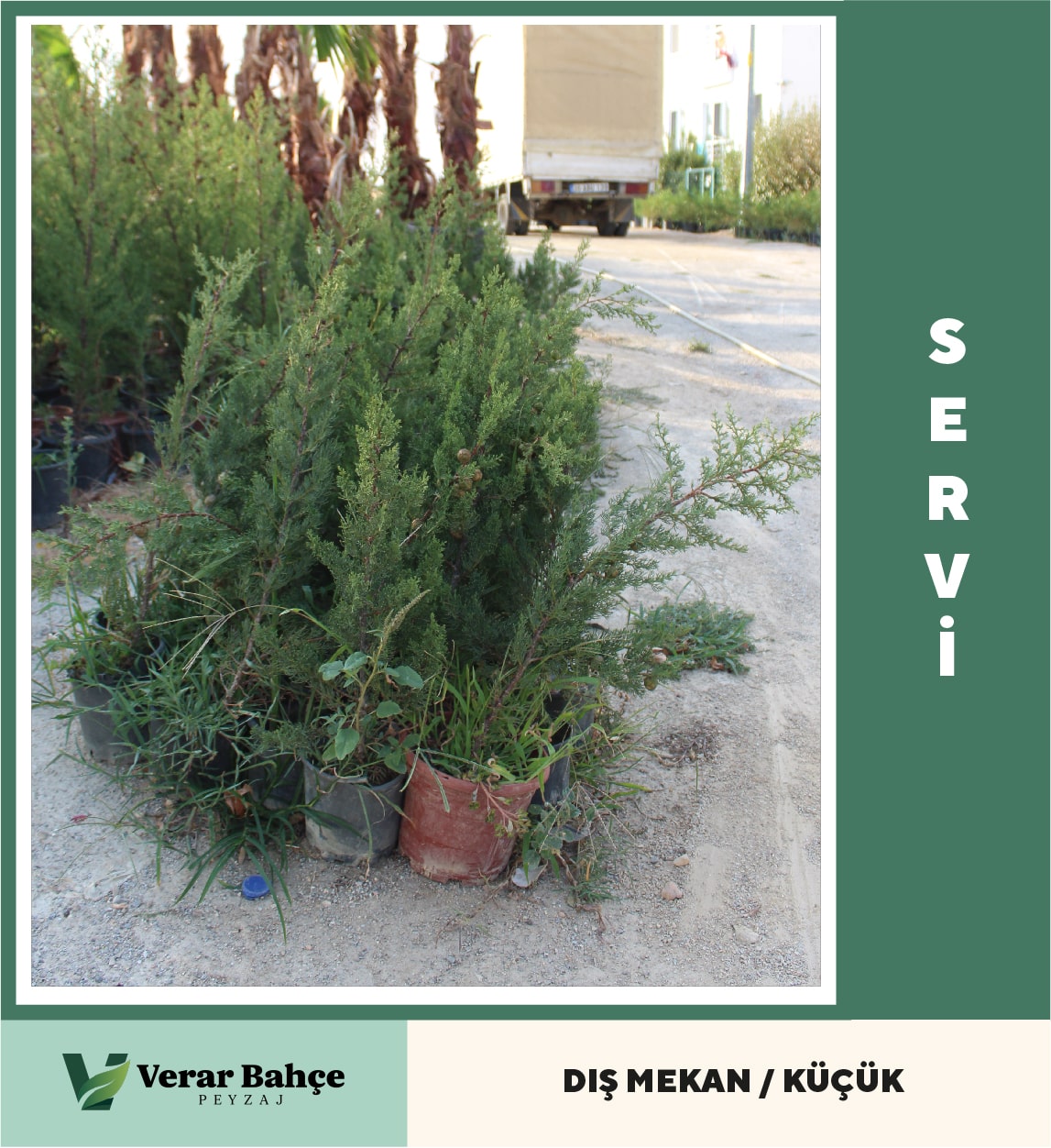Selvi Çamı