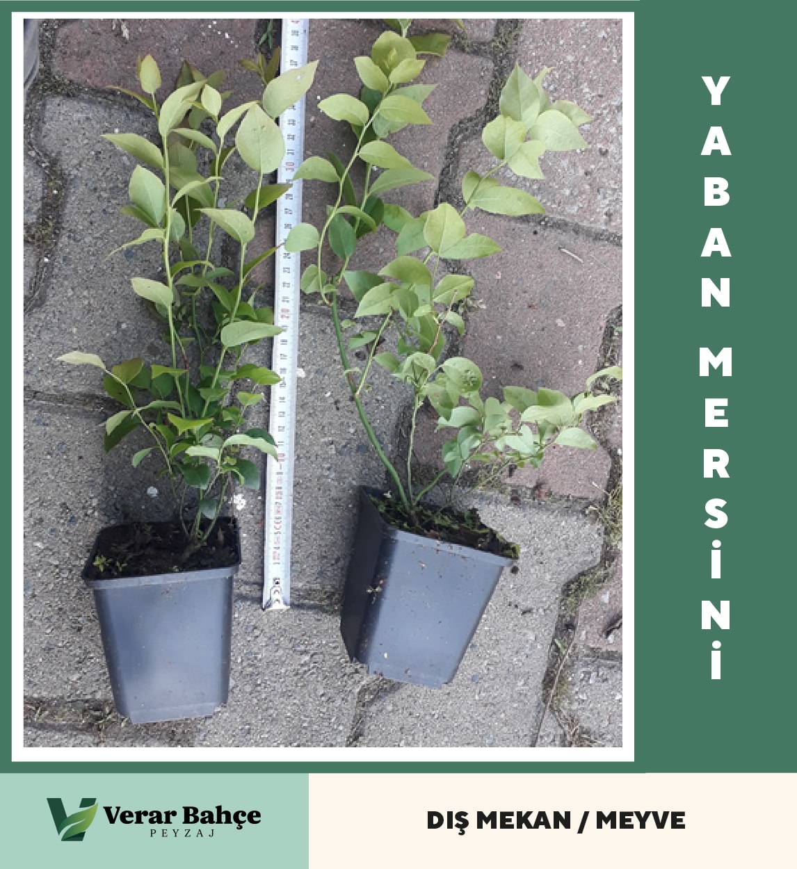 Yaban Mersini