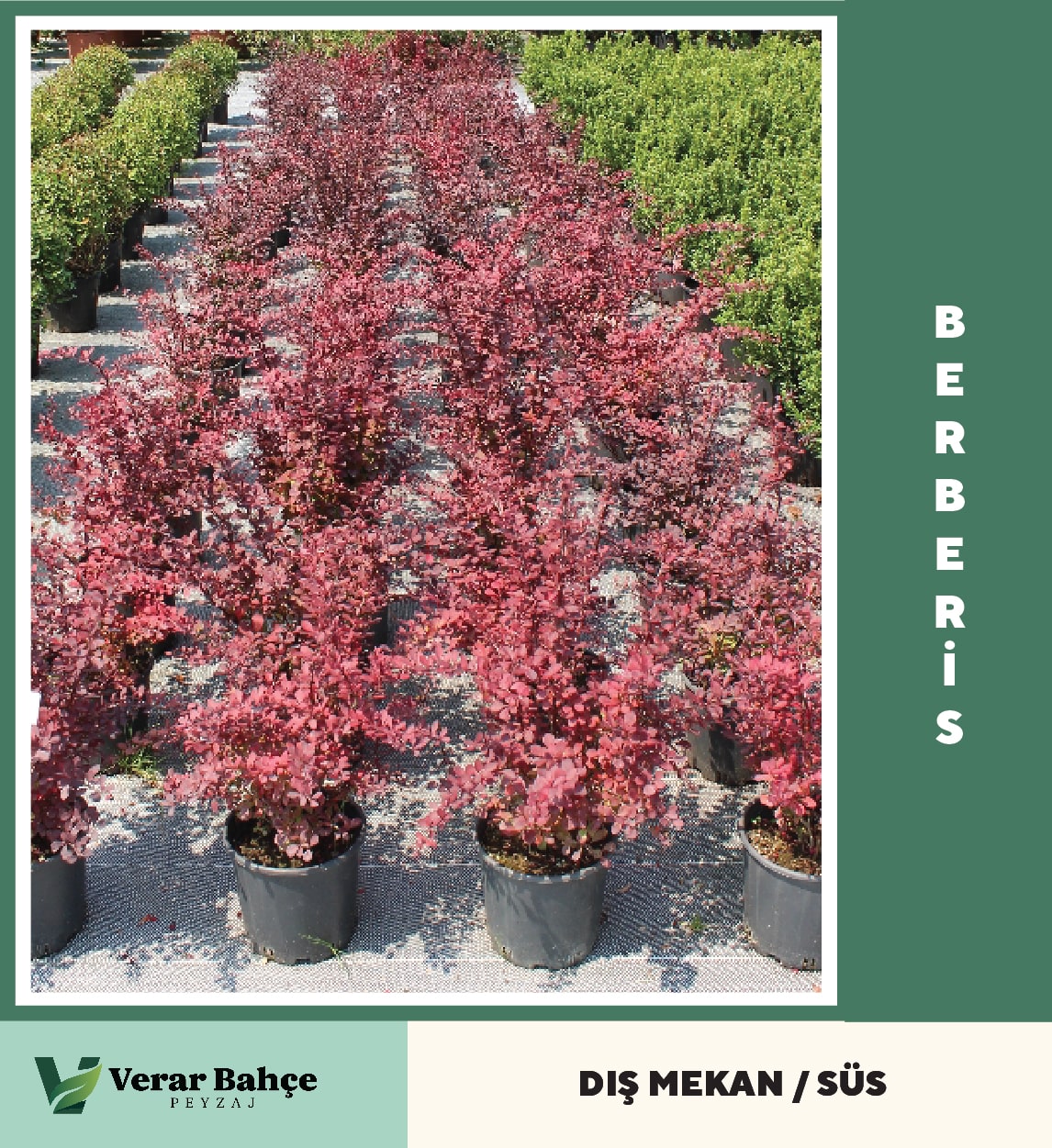 Kırmızı Berberis