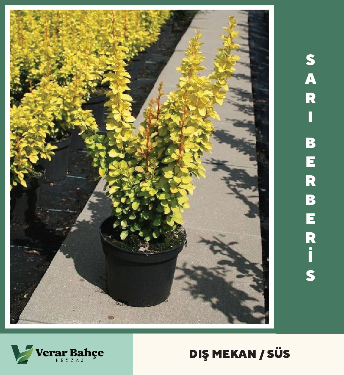 Sarı Berberis