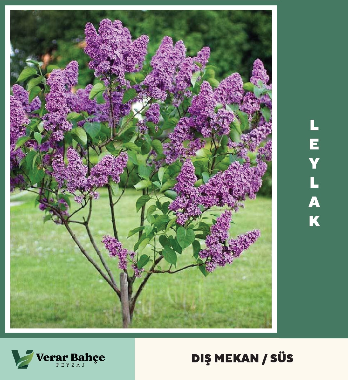 Leylak