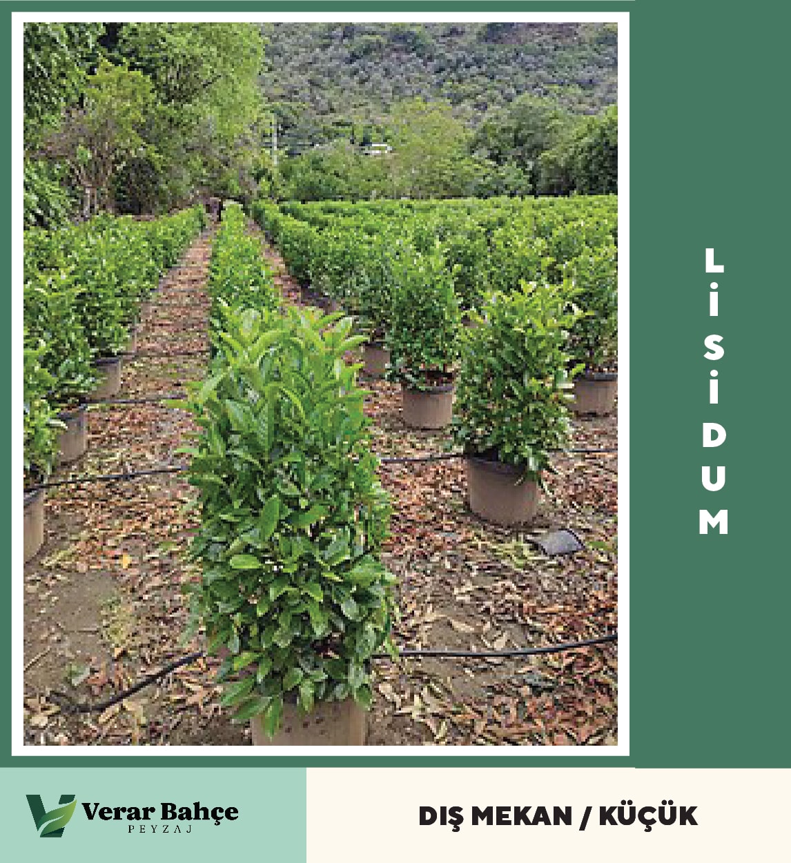 Lisidum