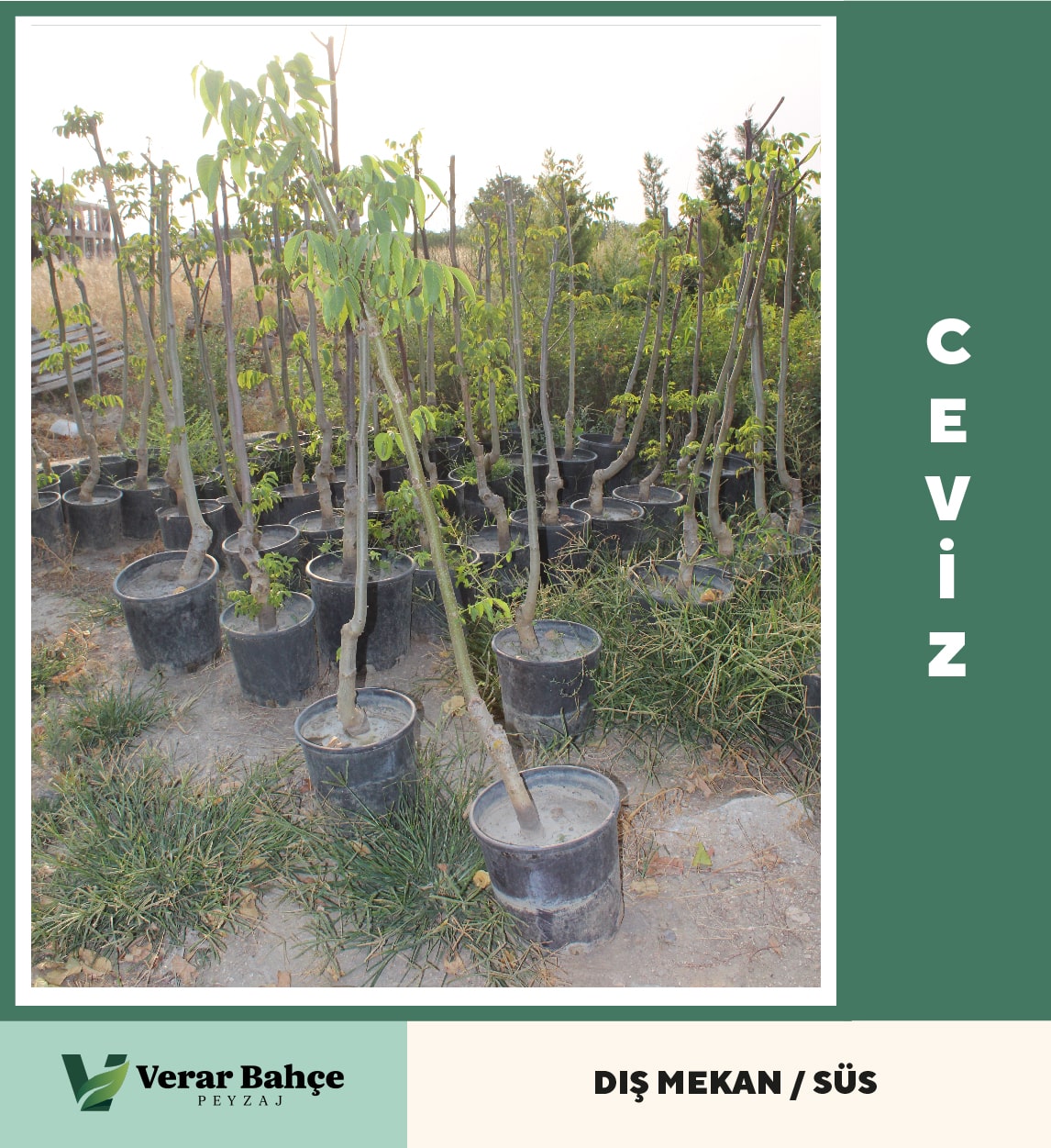 Ceviz