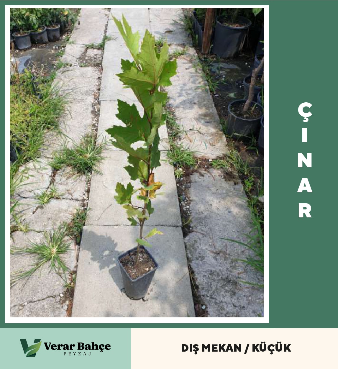 Çınar