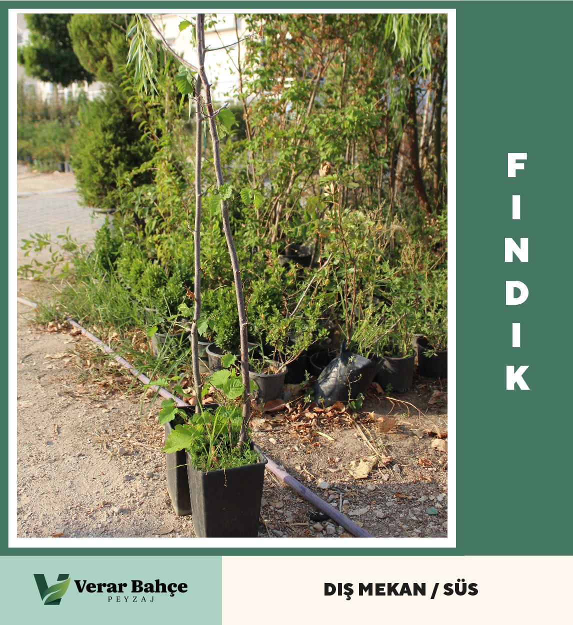 Fındık