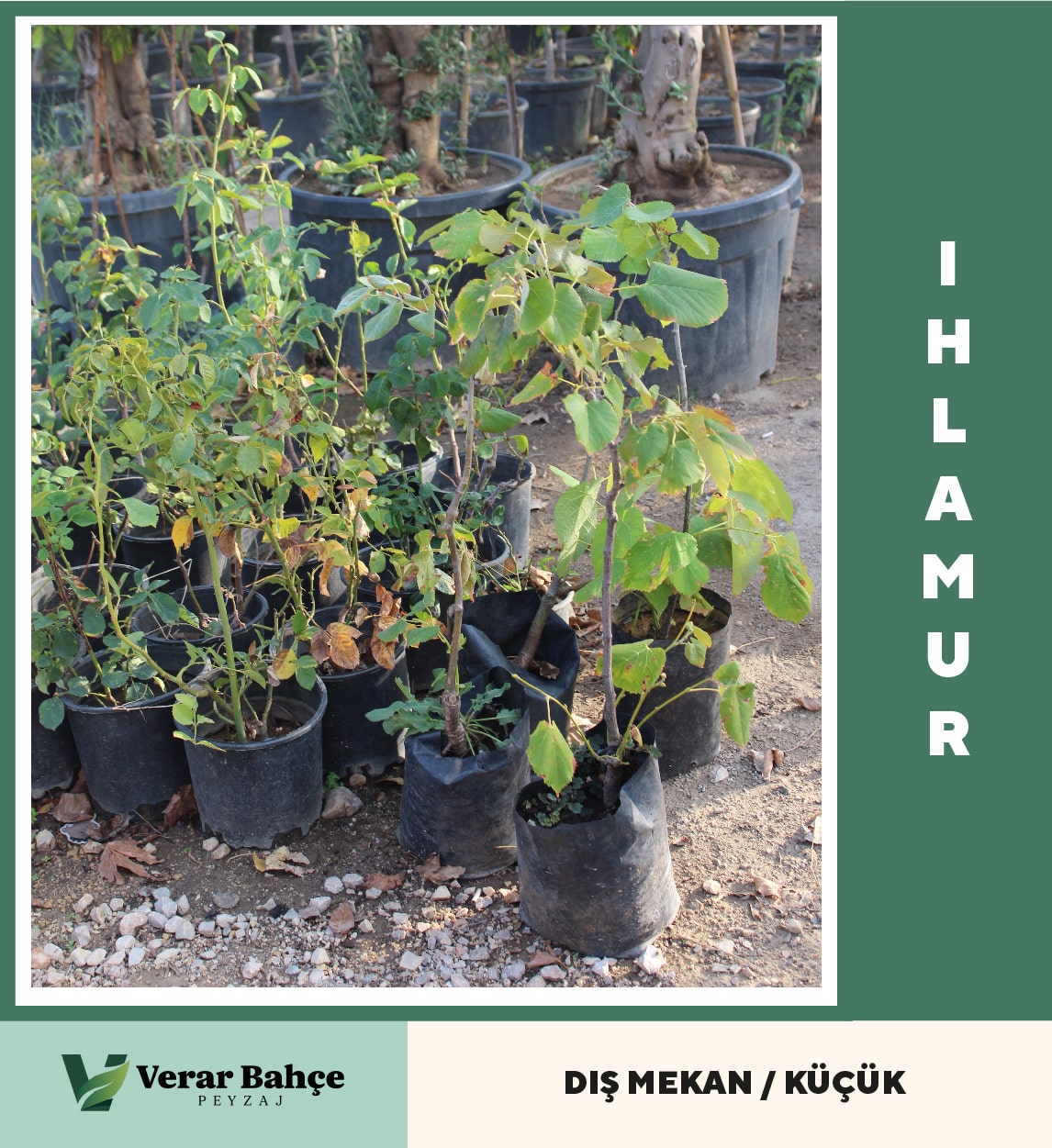 Ihlamur