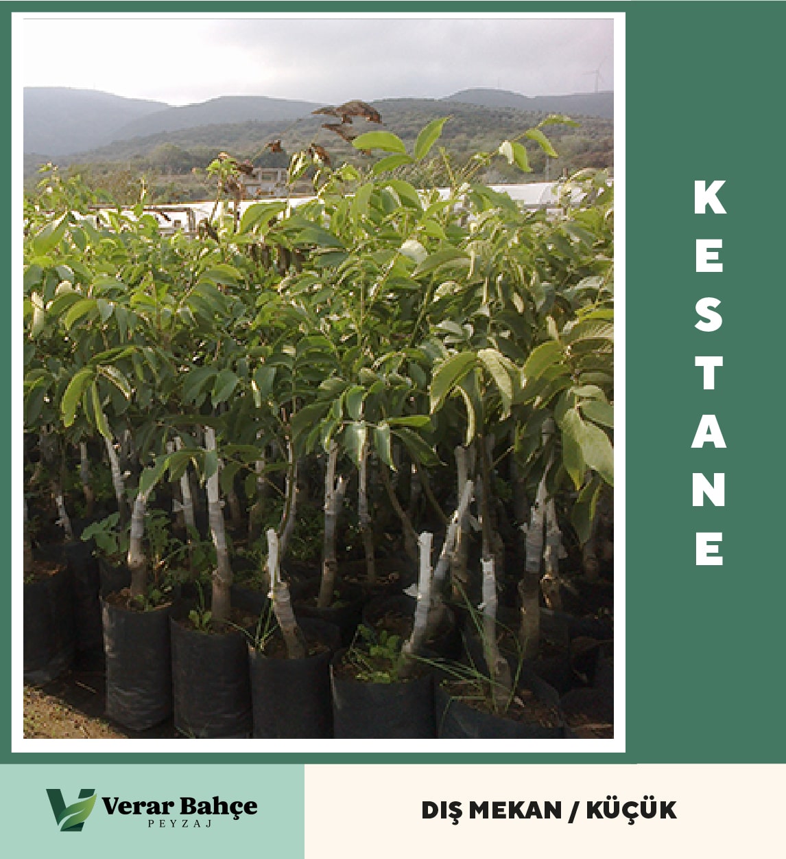Kestane
